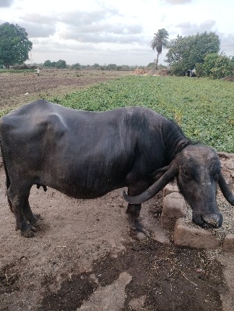 ભેંશ બેસવાની શે 
૧૦ દિવસ નીવાર