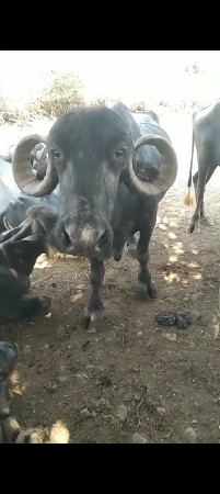ભેંશ વેશવા છે