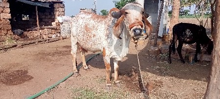 ગાય વેચવાની છે