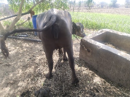 ખડેલુ વેચવાનું સે
