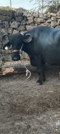 ભેંસ