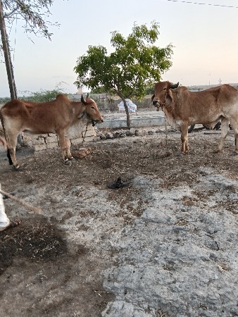 ગોધલા વેચવા ના છે