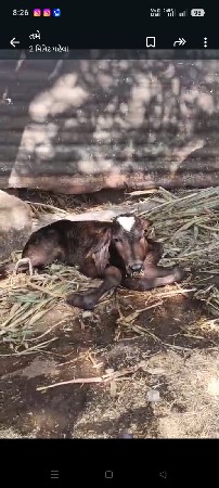 રાજુભાઈ ગામ કોટડા પીઠા