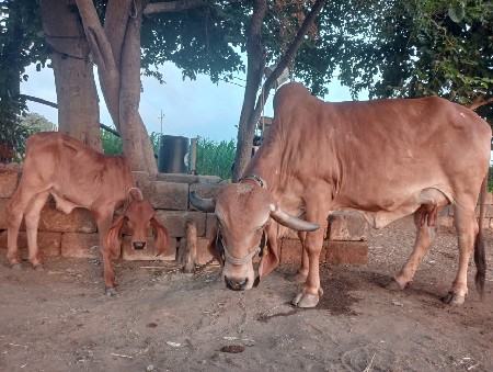 ગાય વેચવાની છે.