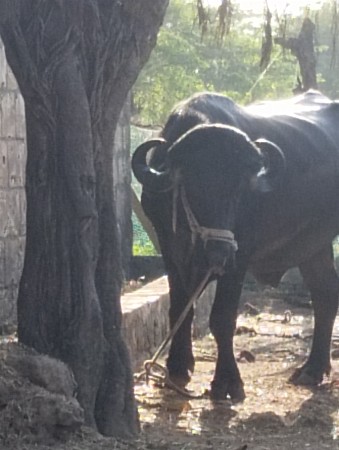 પાડો વેચવાનો છે અંદાજ કિંમત65000