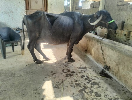 ભેસ વેસવાની સે