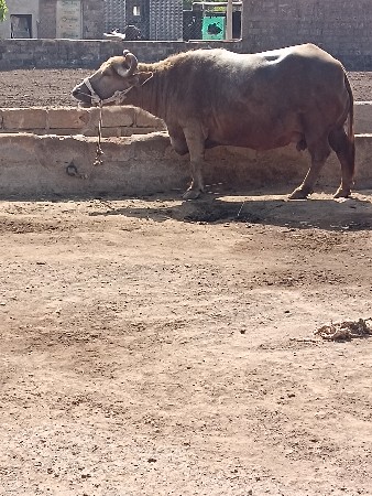 ભુરી ભેસ વેચવાની છે