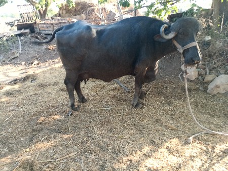 ભેંશ વેચવાની છે