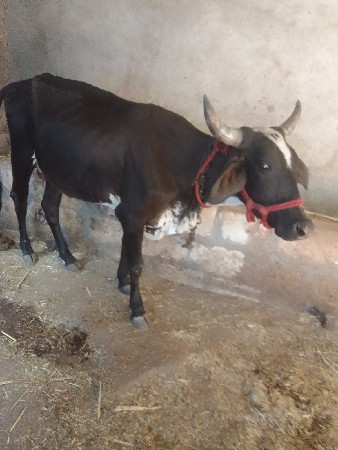 જરશી ગાય વેચવાની છે