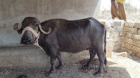 ભેશવેશવાનીછે