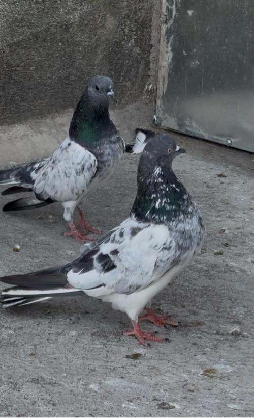 કાલસિરા ફૂલ ઉડાન