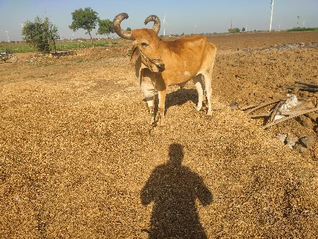 બળદ વેચવાનો છે