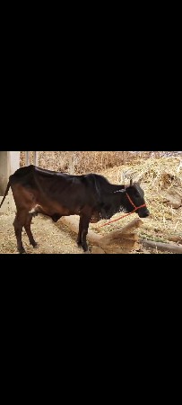 ગાય વેચવાની છે