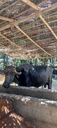 આ ભેંશ વેશવાની છે ભેંશ ખાલી છે