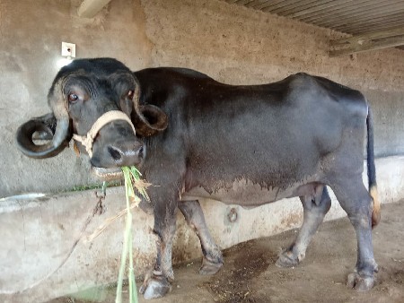 ભેસ વેચવા ની છે