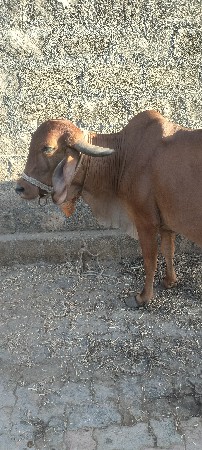 ગાય 🐄 વેચવાની છે 4 લિટર દૂધ આપે