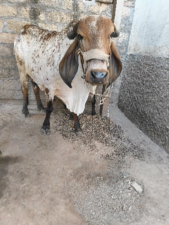 ઓરિજનલ કાબરી