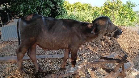 પાડો વેસાવ છે
