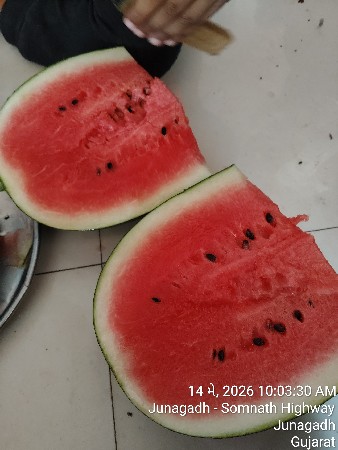 તરબુચ વેચવા ના છે