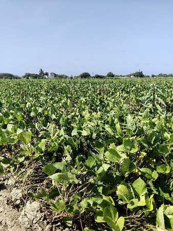 અળદ ના ભુકો વેચવાનો છે 20 વિઘા