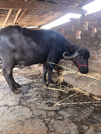ભેંસ વેચવાની છે
