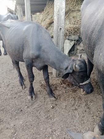 પાડો વેચવાનો છે