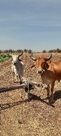 વેચવાના છે.