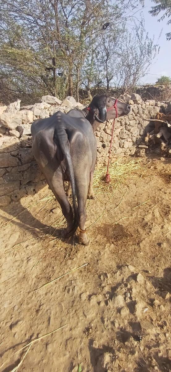ખડેલી વેસવા ની સે 3 વરસ ની સે