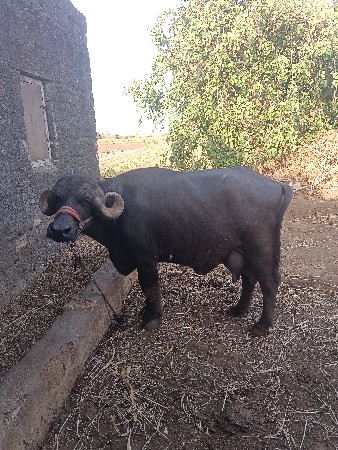 ભેંસ વેચવાની છે