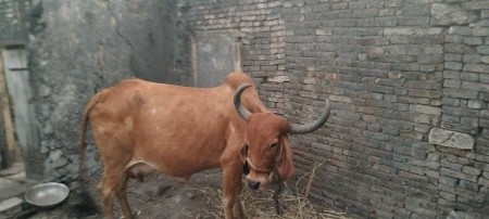 આ ગાય વેચવા ની છે.