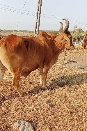 પાડદર