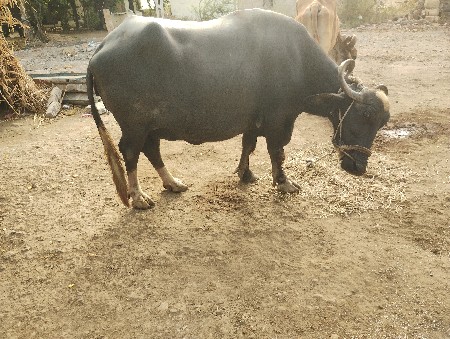 ભેંસ વેચવાની છે