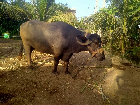 વેતર ૨ 
સાતમાયનાની ગાભણી