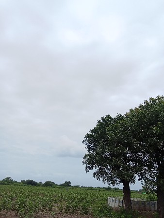7 વીઘા જમીન છે