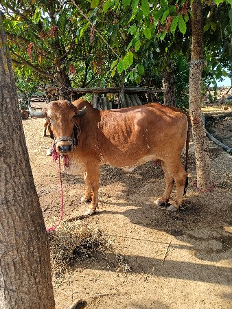 ગાય વૅશવા ની છૅ