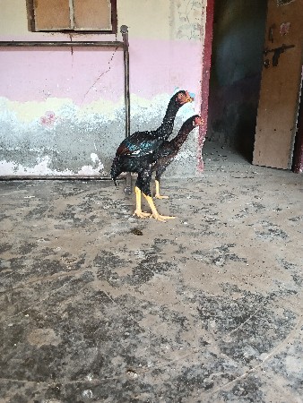 પઢૉ પટ્ટી વેચવાની છે