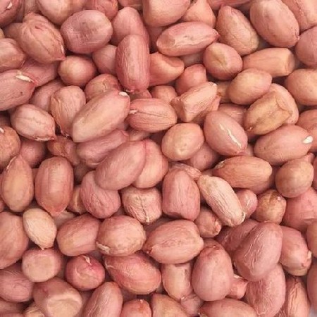 મગફળી બિયારણ જી૨૦,૨૨,૯૯