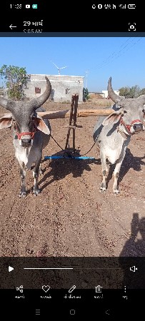 6..઼દાતેગોઘલા.સાતિ.ગાડામાહાલતા.
