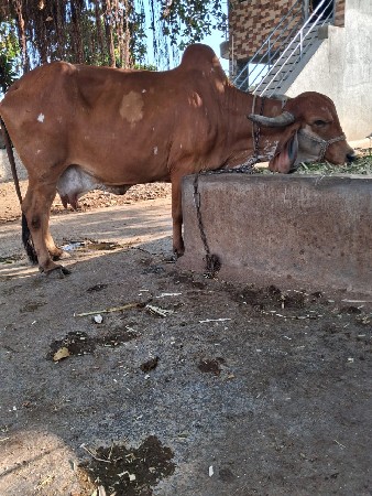 ગાય વેચવાની છે
