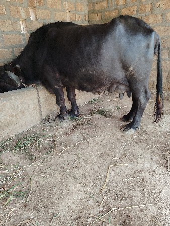 bhesh vechvani chhe