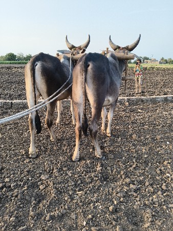 વેચવાના છે