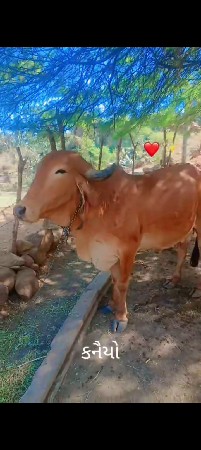 ગાય વેચવાની સે ફૂલ જવાબદારી થી