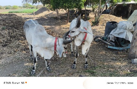 ગોઢલા વેચવાના છે