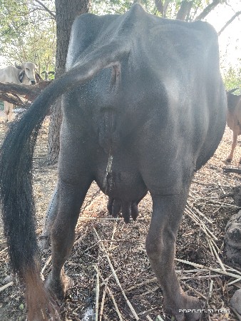ભેંસ. વેસવાની સે