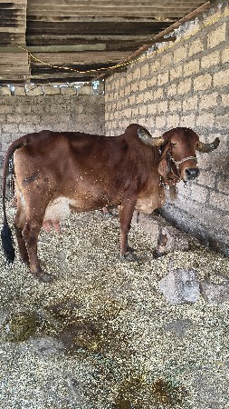 વેચવાની  
5દિવાસ ની કાસી