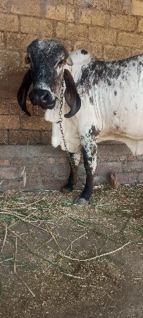 વેસવાની સે