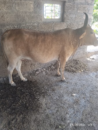 ગાય
