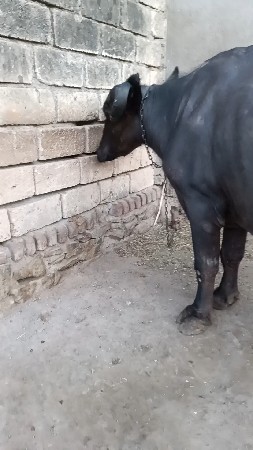 વેશવાની ત્રીજું વેતર