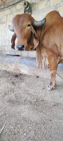 ગીર ગાય વેચવાની છે