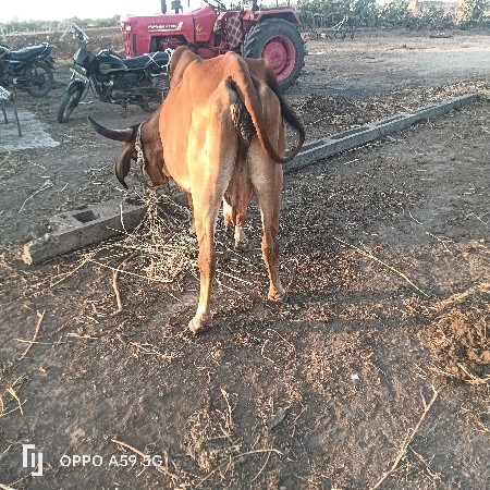 ગાય વેચવાની છે વીયાસેહવે